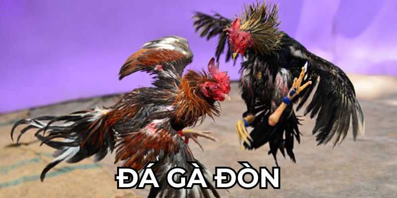 Giới thiệu về cá cược đá gà đòn tại nhà cái 12Bet