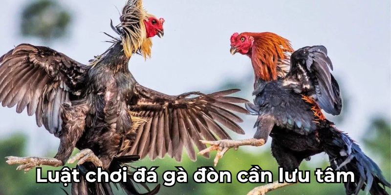 Hướng dẫn cách tham giá cược đá gà đòn tại 12bet