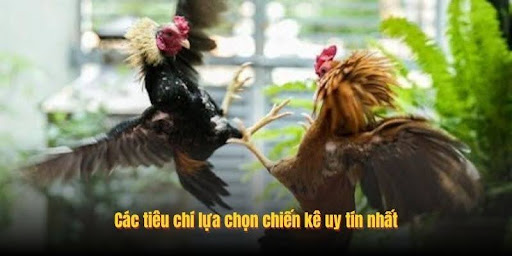 Cac tieu chi lua chon chien ke uy tin nhat