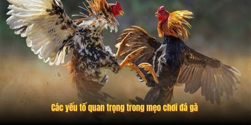 Cac yeu to quan trong trong meo choi da ga
